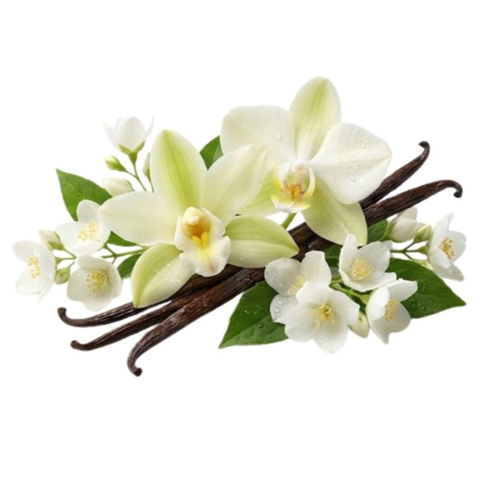 Vanilla Orchid • Jasmine
